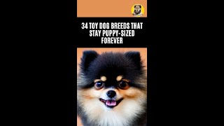Top 34 Toy Dog Breeds That Stay Puppy-Sized Forever😍 by DogLove 24 198 views 1 year ago 3 minutes, 1 second