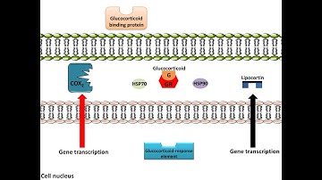 Glucocorticoids - Anti-Inflammation, Mechanism of Action