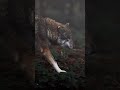 Gray wolf slowmotion wolf slowmotion turkic turkicpeople gkbr shorts short