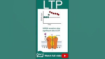 LTP | Long term potentiation | Memory and learning