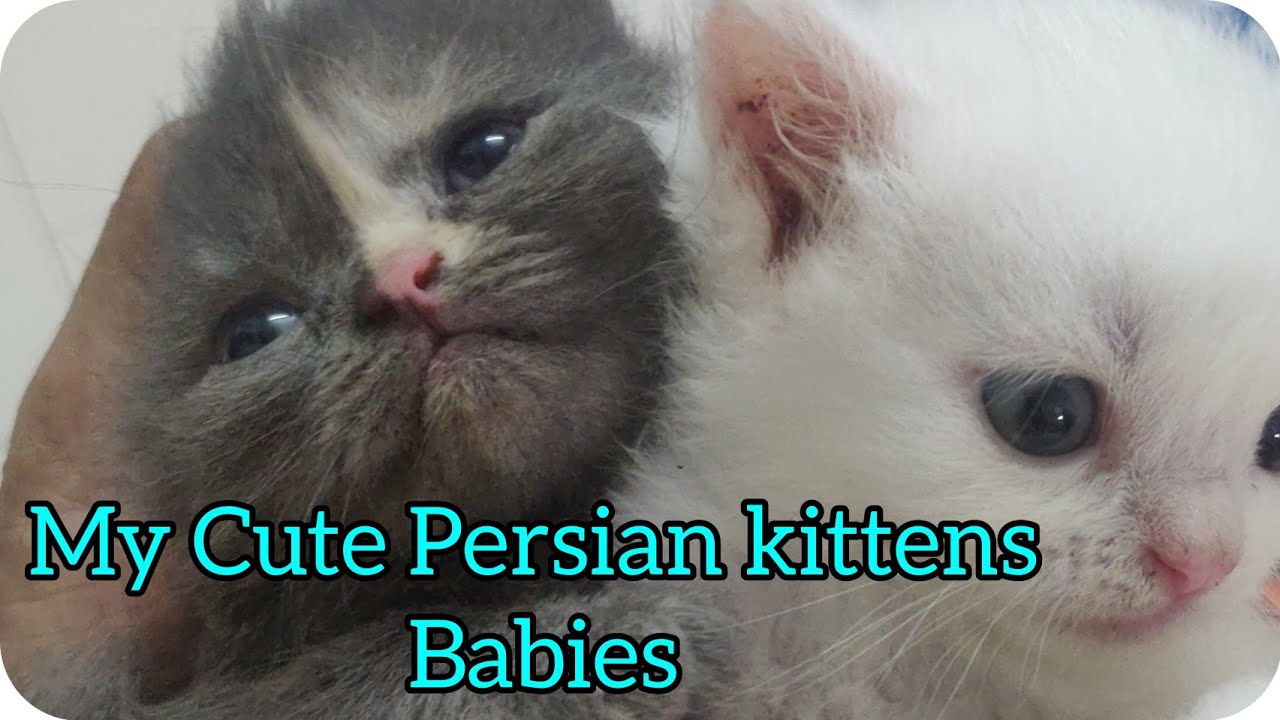 My Cute Persian kittens ( Babies ) 