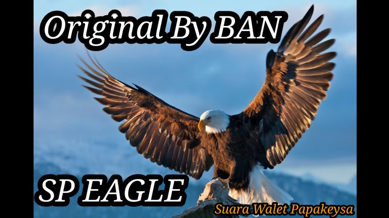 Suara Panggil Walet / SP EAGLE Original by BAN