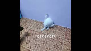 Download Lagu Nemu ??????? MP3