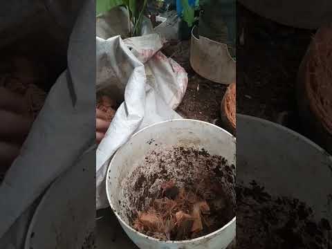Calathea orbifolia care: Repotting calathea orbifolia using soilless potting mix