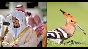 وقالا الحمد لله الذي فضلنا على كثير من عباده المؤمنين بصوت ياسر الدوسري تلاوة خاشعة تقشعر الأبدان