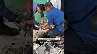 Aksi Heroik Damkar Selamatkan Anak Kucing dari Dalam Got 😭