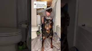 Scary Rottweiler Growls And Comes Back For More Drying Off