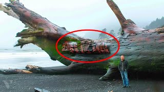 Man Finds MASSIVE Tree Washed Ashore, Then Sees A Carved WARNING Message On The Trunk