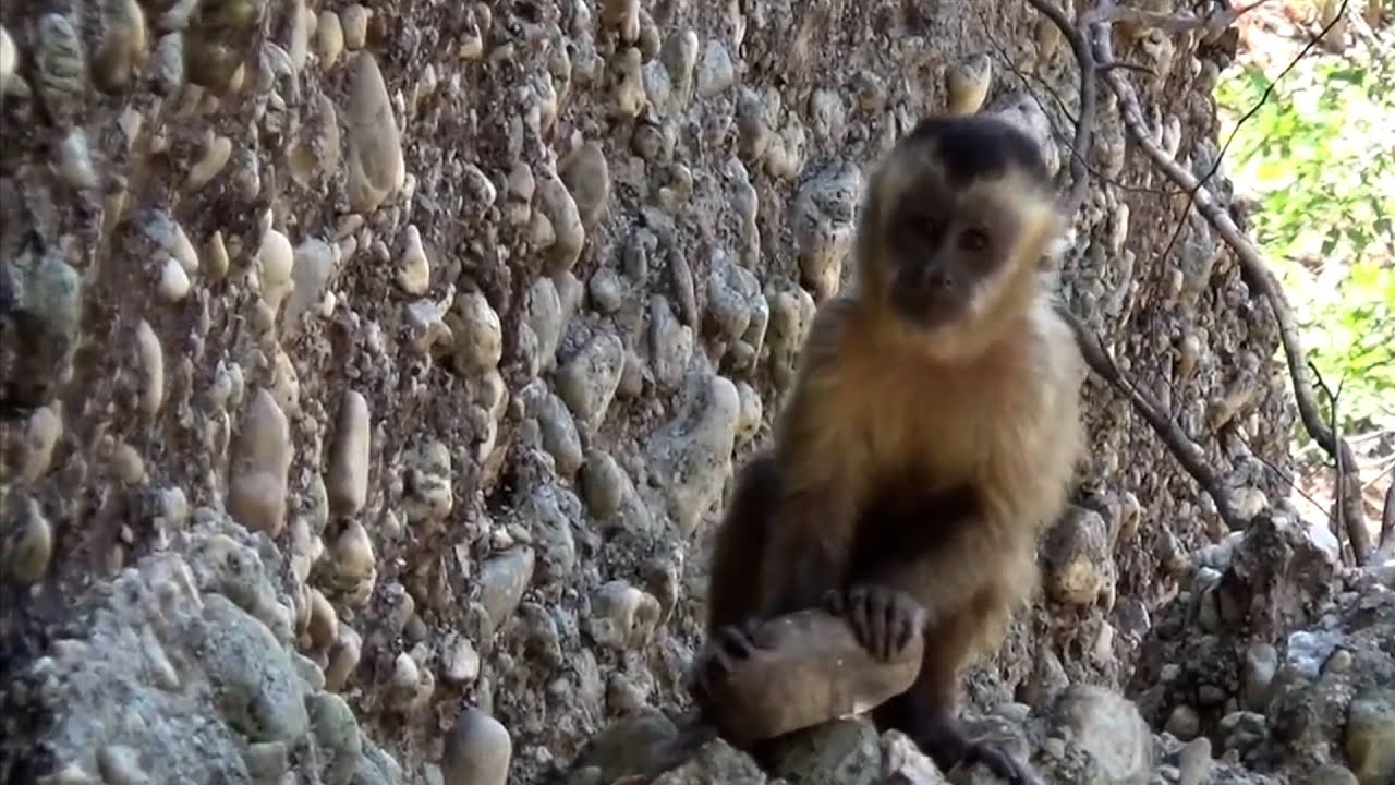 Macacos-prego brasileiros estão em sua própria 'idade da pedra' há