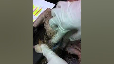 Cat dissection part 2