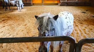 Reiten Im Aldina Club Ampflwang In Oberösterreich Erfahrungsbericht 4K