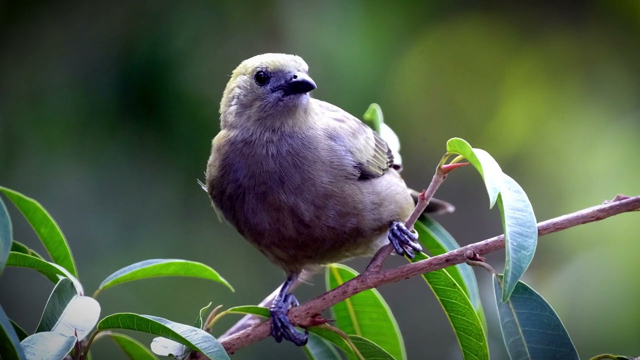 TANGARA PALMERA  ··  LAS MÁS BELLAS AVES DE COSTA RICA