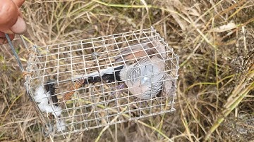 Bẫy rắn ( tập 188 ) Bẫy chuột gặp mưa bảo mà chuột to thấy mê luôn # xua hướng # săn bắt #@