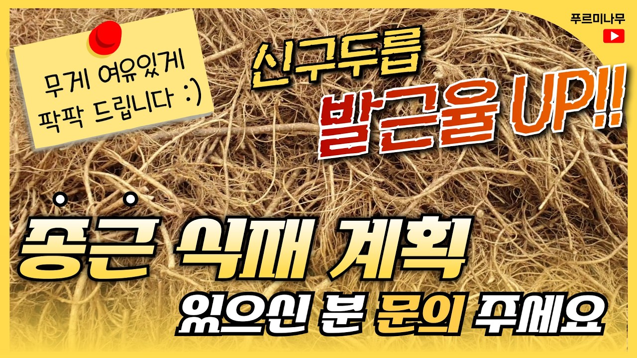 신구두릅 종근 판매합니다 (소독처리 OK) 발근율 최고 보장  ! !