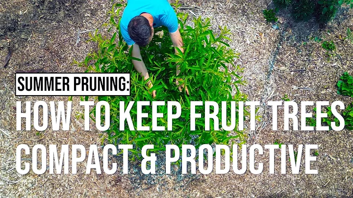 How to keep fruit trees compact & productive