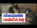 Willow the Cat Nominated for National Cat Award for Saving Owner's Life.