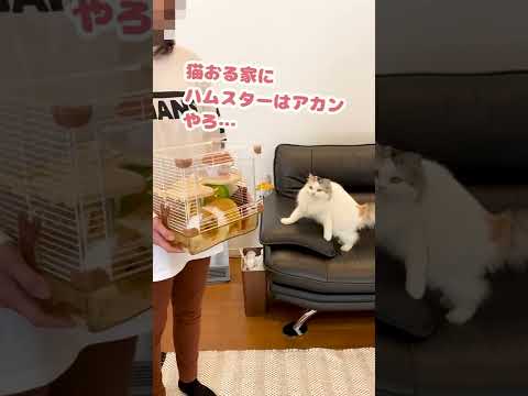 ほなまぁ…食うてもええか…【おしゃべりする猫】 #Shorts