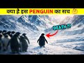 Penguin Video Explained | Mountain Documentary 🐧