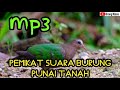 Download Suara Burung Punai Tanah Atau Delimukan Mp3 5 6 Mb
