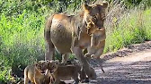 June 11 WildEarth Safari AM drive: Styx Lionesses and Cubs - YouTube