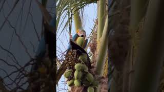 Bro skipped the middleman and went straight to the source! 🌴🦜#funnybirds #smartbirds
