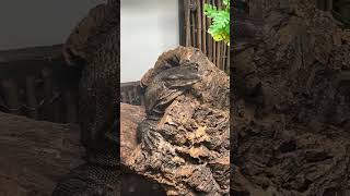 Cleo The Black Roughneck Monitor Chilling