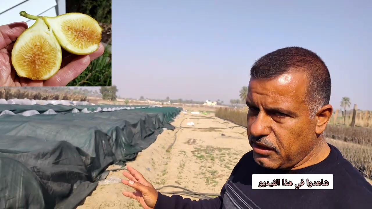 أسرار زراعة التين بالمختصر مع الخبير الزراعي باسم المسلماوي ولماذا العراق 🇮🇶 يستورد اقلام التين 