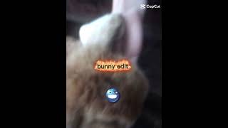 #capcut #edit #rabbit
