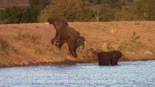 Ellies having fun in the water and throwing a tantum at birds, hippos and each other in Kruger Park.