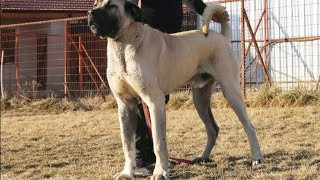 KÖPEK BÜYÜTÜRKEN YAPILAN EN BÜYÜK HATA (Hap Gibi Anlatım)