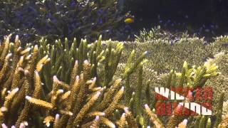 Raja Ampat Liveaboard: Shallow reefs
