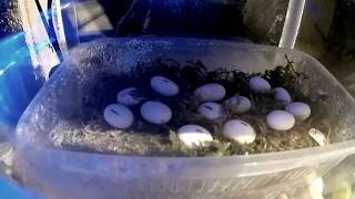 First of 4 Eggs hatching Leiocephalus estimated birth 3th august