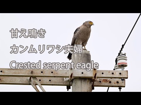 【甘え鳴き】カンムリワシ夫婦 Crested serpent eagle