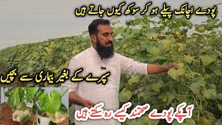 Kheeray ki fasal me bimari |Downy mildew or Early blight disease in cucumber plants |IR FARM