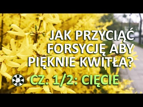 Wideo: Przycinanie Forsycji: Jak Przycinać Po Kwitnieniu? Zasady Tworzenia Oddziałów. Przycinanie Wiosną, Latem I Jesienią