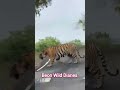 Tiger 🐯🐅#indianhillstation #wildlife #animals #nature #conservation .