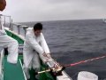 【巨大モロコにやられました・泳がせ釣り・銭洲2009】2009/07/04銭洲 カンパチ仕立!
