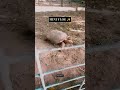 mini vlog ft: zoo #zunair #ashortaday #viral #minivlog #zoo