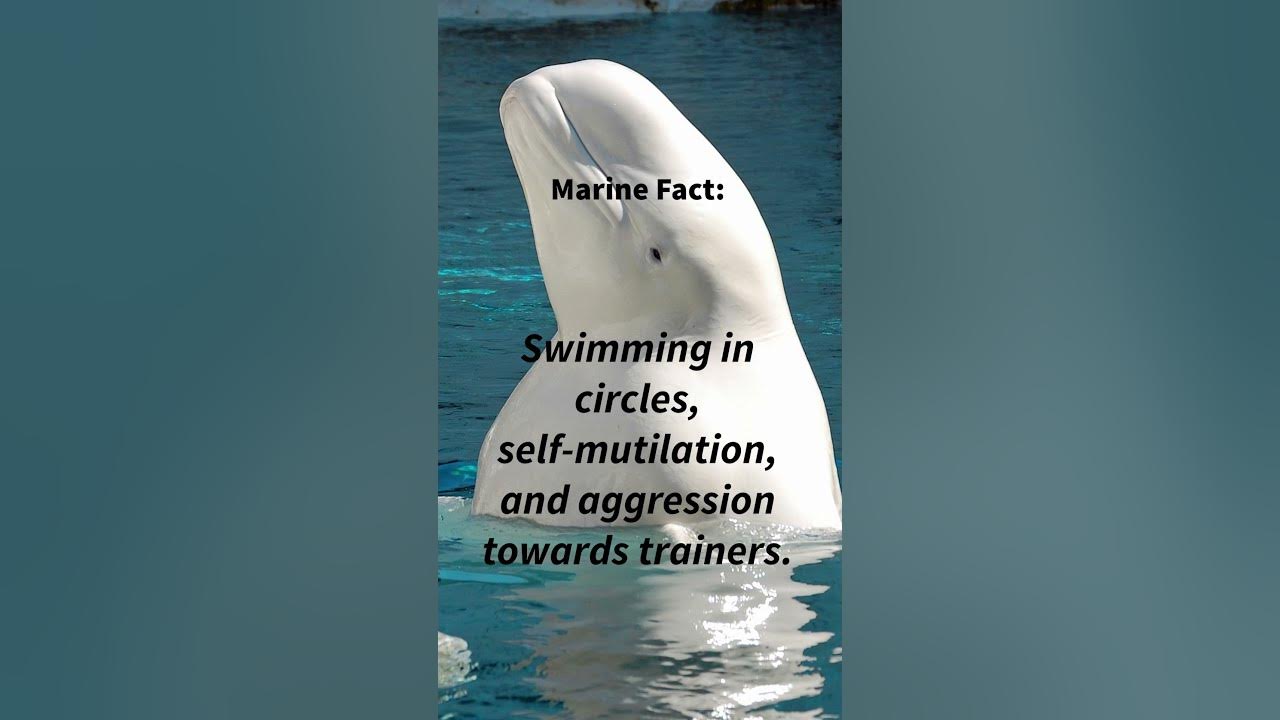 Beluga Whale Fact - YouTube