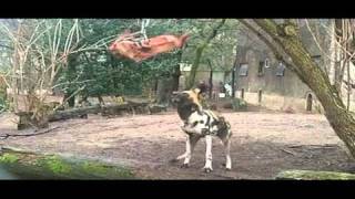 Afrikaanse Wilde Honden Verscheuren Vlees - Maart 2011