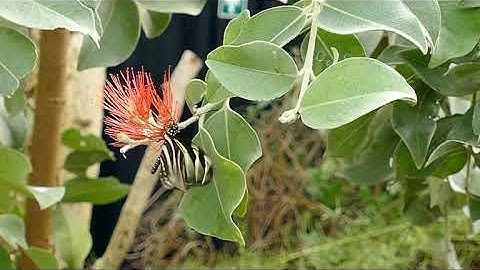 Identifying species with Deep Learning