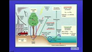 Global Environment - Ecosystem Structure and Function (part 2)