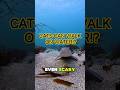 Can sea cats walk?! 🦈🐱 #catshark #ocean #unique#ocean #shortvideo #faktaunik #shark #viralvideo