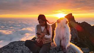 “Beautiful Moments of Monkeys – Cute & Funny Monkey Videos 2025 | Animal Life, Relaxing Nature.