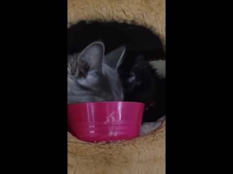 Video: Kan Katter äta Livsmedel?