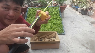 Bài mồi câu cá dìa rất nhạy :