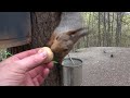 Голодные белки. Зарисовка / Hungry squirrels. Sketch