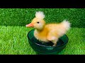 Funny Ducks Top Episode