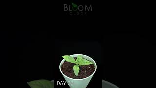 Multiple blooms from one Seed. Teddy Bear Sunflower Timelapse