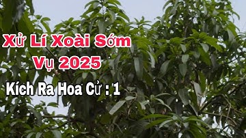 Xử Lí Xoài Sớm Vụ 2025, Kích Ra Hoa Cử : 1 | VTK.CHANNEL